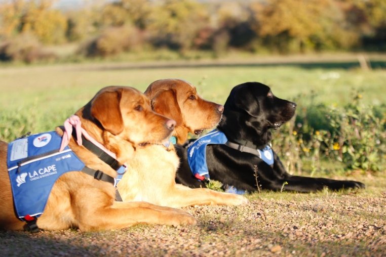 Trois chiens d’assistance LA CAPE allongés dans l’herbe